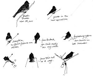 Black Phoebe, pen and ink