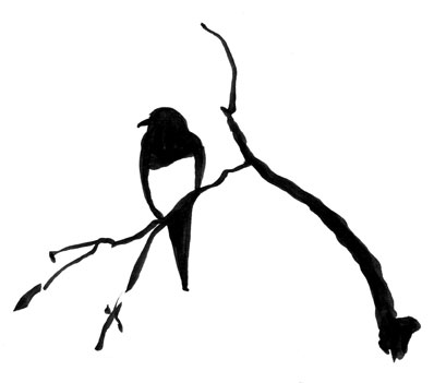 Yellow-billed magpie, brush and ink