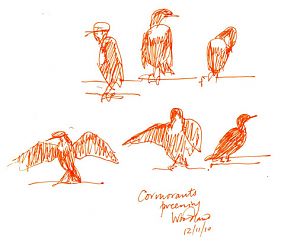 double-crested cormorants, pen and ink
