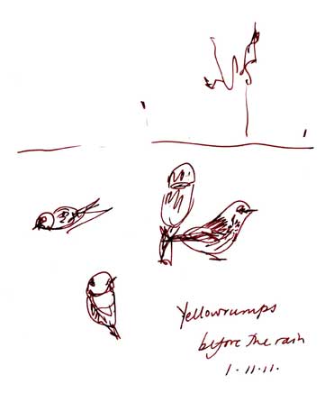 Yellow-rumped warblers, pen and ink