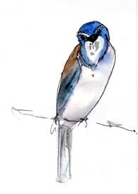 western scrub-jay, pen and wash