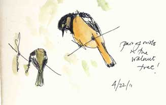 Bullock's oriole, pen and wash