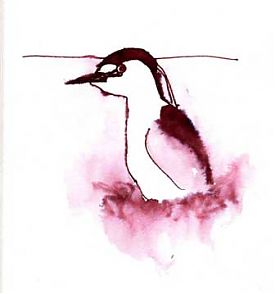 Black-crowned night-heron, pen and ink