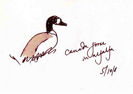 Canada Goose, pen and wash