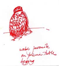 Western bluebird, pen and ink