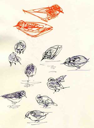 Little stint, pen and ink