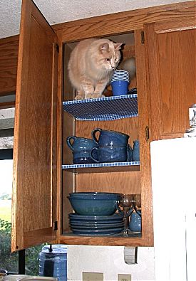 Cabinet cat