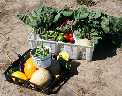 harvest august 2011