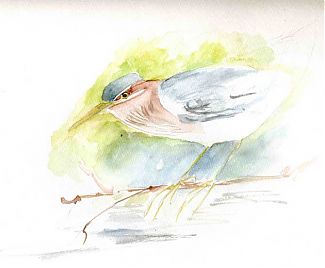 Green heron, watercolor