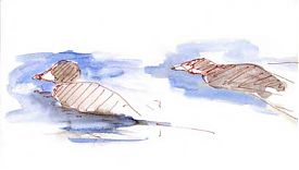American Coots: pen and wash