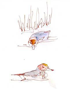Eurasian wigeon