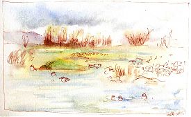 Colusa NWR, looking north pen and wash