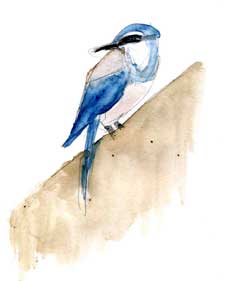 Western scrub-jay, pen and wash