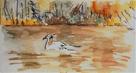 Trumpeter swans on Killebrew Lake, pen and wash