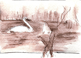 Trumpeter swans, Killegrew Lake, watercolor pencil