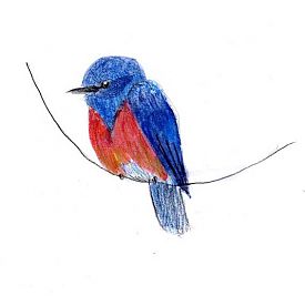 westernbluebird, watercolor and prismacolor