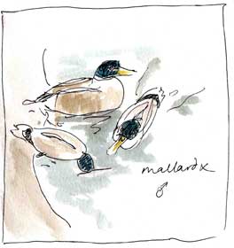 Mallard hybrids,pen and wash