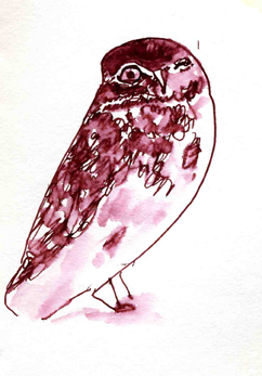 burrowing owl, pen and wash