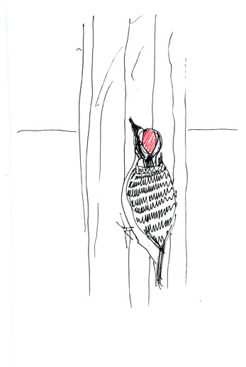 nuttall's woodpecker, male, pen and ink