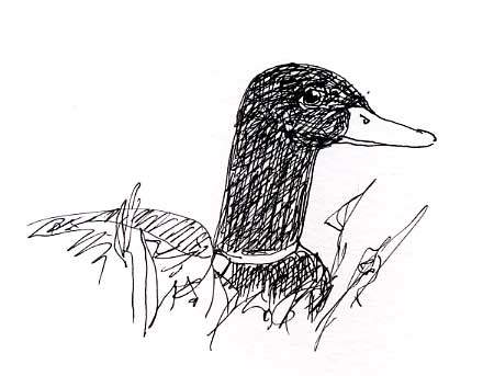 Mallard: pen and ink
