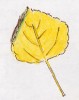 Aspen leaf Aspen leaf