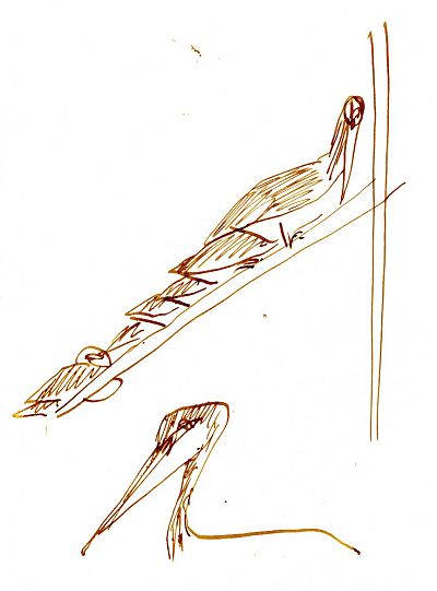 brown pelicans, pen and ink