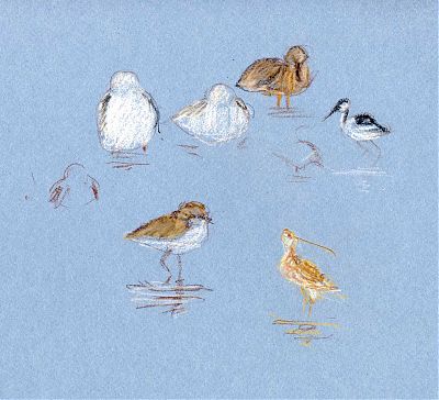 Shorebirds at Woodland WWTP, Carbothello