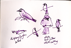 Western kingbird, pen and ink