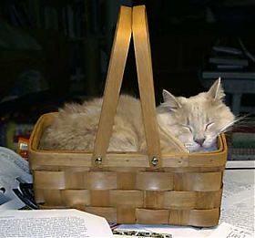 Charlie in the basket Charlie in the basket