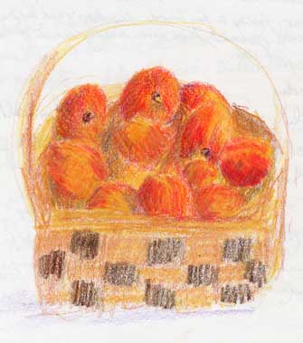 Basket of nectarines: colored pencil drawing