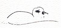 Smew Smew
