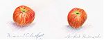 Fuji apple: Coloursoft and Prismacolor Fuji apple: Coloursoft and Prismacolor