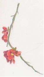 Quince drawing in colored pencil, Derwent Coloursoft Quince drawing in colored pencil, Derwent Coloursoft