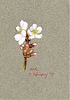 Almond blossom in the rain Almond blossom in the rain