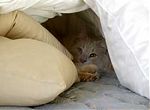 Charlie under the quilt Charlie under the quilt