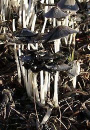 Mushrooms in the straw bale Mushrooms in the straw bale