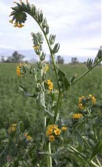 Fiddleneck Fiddleneck