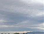 Kettle of Swainson's hawks over Anza Borrego Kettle of Swainson's hawks over Anza Borrego