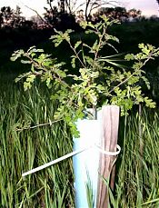 Young oak