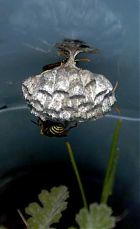 Wasps by oak seedling