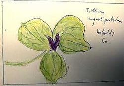 Trillium angustipetalum Trillium angustipetalum