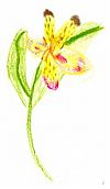 T's drawing of an alstromeria T's drawing of an alstromeria