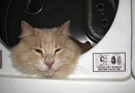 Charlie in the dryer Charlie in the dryer