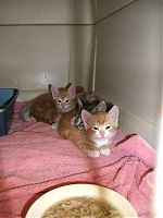 Four feral kittens -- again Four feral kittens -- again