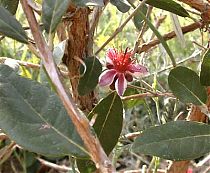 Guava blossom Guava blossom