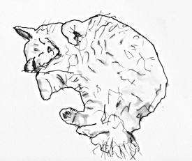 Charlie the content cat