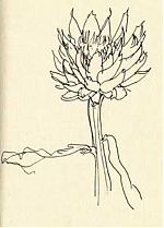 artichoke: pen and ink drawing artichoke: pen and ink drawing