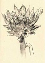 artichoke: Derwent Inktense, bark, dry on Fabriano artichoke: Derwent Inktense, bark, dry on Fabriano