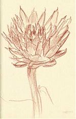artichoke: Derwent Drawing, vermilion, on Fabriano artichoke: Derwent Drawing, vermilion, on Fabriano