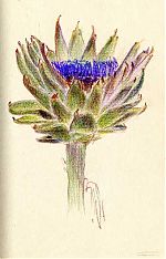 artichoke, Prismacolor, Fabriano artichoke, Prismacolor, Fabriano